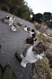pin on cats