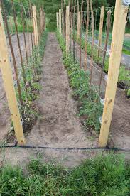 However, other squash, as well as cucumber, melon and other vegetables could. Some Tomato Tips Before The Season Kicks Into High Gear Ncpr News