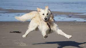 We work hard to ensure that every golden who enters our program is placed with a safe and loving forever family. Golden Retriever Rescues In Oregon Adopt A Golden Retriever Near You Golden Hearts