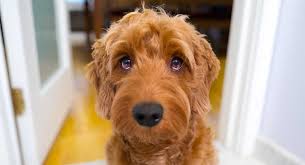 Goldendoodles come in a variety of colors. Goldendoodle Types Guide To The Doodle S Colors And Coats My Dogs Info