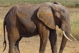 Image result for Vahlia digyna