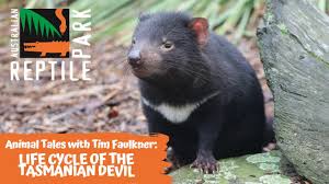 The tasmanian devil is most well known from the cartoon character taz, from looney tunes. Animal Tales With Tim Faulkner Episode 27 Life Cycle Of The Tasmanian Devil Youtube