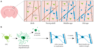 Maybe you would like to learn more about one of these? Frontiers Myelin Dynamics Throughout Life An Ever Changing Landscape Cellular Neuroscience