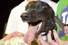 Another String to his Bow