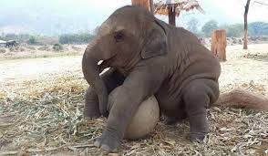 The baby elephants are bottle fed for up to two years. Baby Elephant Play With Everything They See Elephant Nature Park