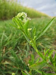 Out in the wild, knotweed is choking waterways, undermining flood defences and smothering native habitats across large swathes of europe and north america. Earth And Space News Prostrate Knotweed Garden Gate Weed Of The Month For June 2016