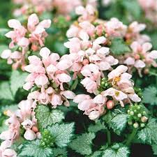 Not purple, not pink, but true orchid. Lamium Maculatum Lamium Maculatum Anne Greenaway Lamium Maculatum Beacon Silver Lamium Maculatum Orchid Frost Lamium Maculatum Pink Pewter Lamium Maculatum Purple Dragon Lamium Maculatum Red Nancy Lamium Maculatum Shell