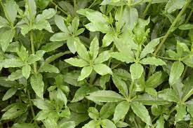 Image result for Rubiaceae