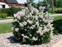 Explore amazon devices · shop best sellers · read ratings & reviews A Rare And Hardy Plant That Extends The Lilac Season The Miss Kim Lilac Syringa Patula Is A Manchurian Lilac Nativ Miss Kim Lilac Lilac Bushes Lilac Shrub
