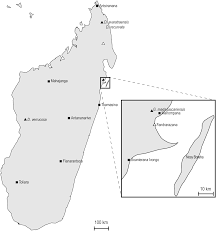 Image result for Gastrodia rwandensis