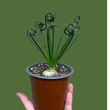 Image result for Albuca sp. no. 1