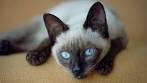 Siamese cat - Wikipedia