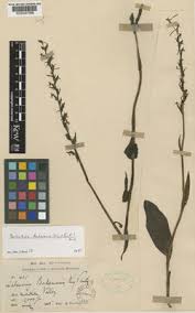 Image result for Thunbergianthus ruwenzoriensis