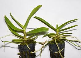 Image result for Aidia micrantha