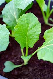 Cut the chilli in half lengthways and scrape out the seeds and the attached pith. Broccoli Seed Starting Tips Harvest To Table