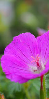 Image result for Geranium sanguineum Max Frei