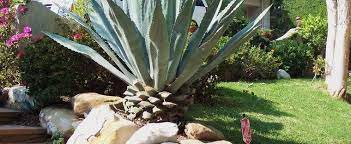 Let everyone know what's going on. Agave Species American Century Plant American Aloe Maguey Agave Americana