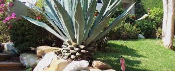 But cactuses are ubiquitous in some parts of the desert, not to mention their popularity as houseplants. Agave Species American Century Plant American Aloe Maguey Agave Americana