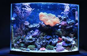 It not only makes the room more colorful but also becomes the center of attraction of the room. 10 Things You Shouldn T Put In Your Fish Tank Fishkeeping World