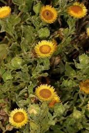 Image result for Helichrysum setosum