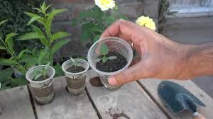 Pepper seeds need at least 70f (21c) soil to germinate but 80f (26c) is better. How To Grow Bell Peppers From Seed How To Grow Pepper Plants Part 2 Urdu Hindi Youtube