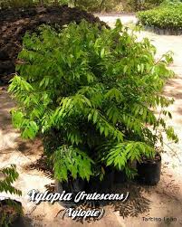 Image result for Xylopia lukei