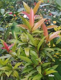 Image result for Hugonia elliptica