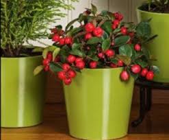 I finally moved a small one to a shadier spot. A Gem Called Gaultheria Perennially Yours