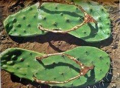 Sorry for the late upload guys!!!! 10 Crazy Cacti Ideas Cactus Cacti And Succulents Planting Flowers