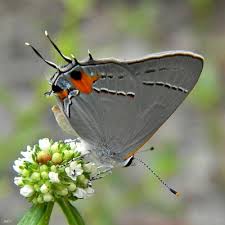 Image result for Spermacoce ruelliae