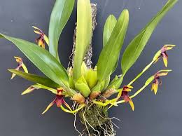 Image result for Bulbophyllum vulcanicum