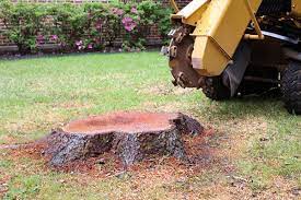 They have blades so sharp, that a large, hard piece of a to properly understand how to use a stump grinder, you need to know its basic features. What Are The Benefits Of Getting Stump Grinding Services In Sydney