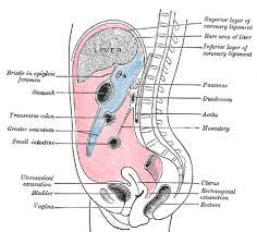 This article looks at female body parts and their functions, and it provides an interactive diagram. The Abdomen Human Anatomy