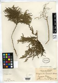 Image result for Selaginella afrorum