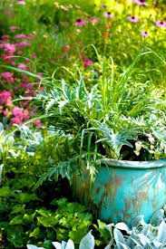 Growing Herbs In Containers Chestnut School Of Herbal Medicine Medicinal Herbs Herbs Herb Containers