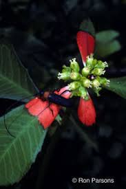 Image result for Monadenium torrei