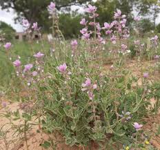 Image result for Syncolostemon elliottii