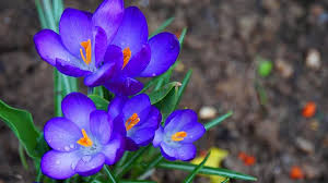 Mine bloom in two waves, in various shades of dark to light blue and purple, as they peak and wane. Crocus Flowers Spring Bloom Nature Flower Purple Plant Spring Flower Early Bloomer Violet Pikist