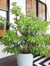 Check spelling or type a new query. 8 Best Shrubs And Trees For Containers Plank And Pillow