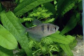 Make social videos in an instant: Are Black Widows A Good First Tetra To Breed Practical Fishkeeping