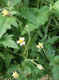 Image result for Tridax