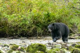 To make up for this, the bear may eat as much as 90 pounds of food per day to gain weight for the coming winter and its hibernation. American Black Bear International Association For Bear Research And Management