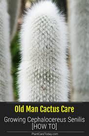 Or you can alternatively place your cactus in a pot with sand, some ground charcoal and perlite for it to grow roots. Old Man Cactus Care Growing Cephalocereus Senilis How To Cactus Care Cactus House Plant Care