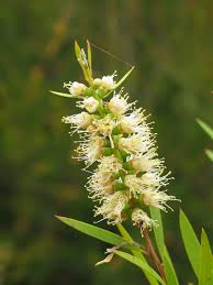 Image result for Wahlenbergia paludicola