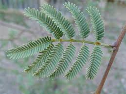 Image result for Acacia gerrardii