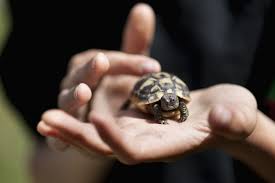 a guide to caring for hermanns tortoises as pets