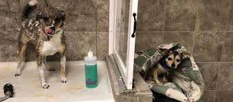 We are able to go on vacation worry free! Home Tlc Dog Spa Groom