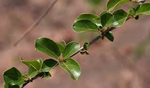 Image result for Combretum microphyllum