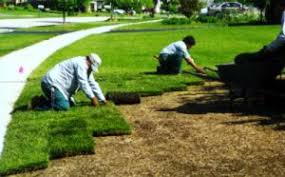 Check spelling or type a new query. Sod Replacement Proturf