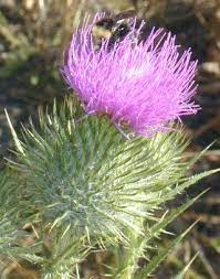 Invasive Bull Thistle Along With Canada Thistle Easily Confused With Native New Mexico Thistle C Neomexicanum The Tr Plant Guide Invasive Plants Plants